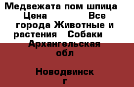 Медвежата пом шпица › Цена ­ 40 000 - Все города Животные и растения » Собаки   . Архангельская обл.,Новодвинск г.